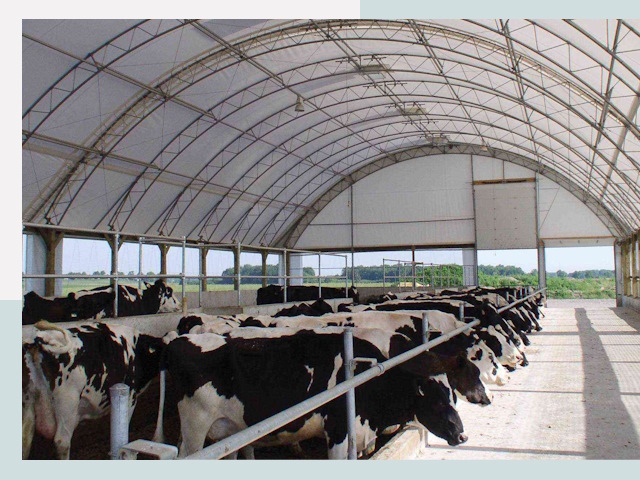 Тентовые коровники в Большой Камне